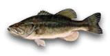 black bass