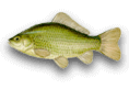 carassi