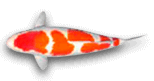 carpa koi