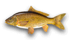 carpa regina