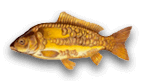 carpa specchi