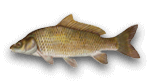 carpa