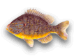 persico sole