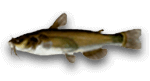 pesce gatto