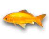 pesci rossi