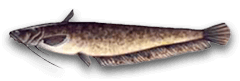 siluro